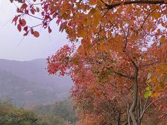 -香山公园