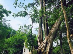 -瑞丽独树成林风景区