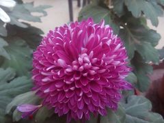 -祥源·阜阳生态乐园