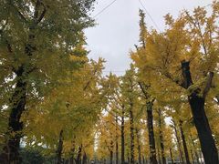 -两江幸福广场