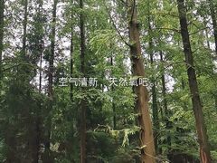 -东平国家森林公园
