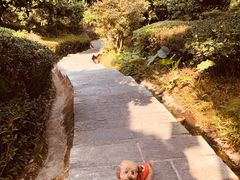 -大屏嶂森林公园
