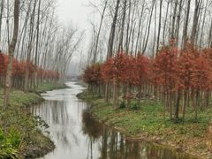 -合肥滨湖国家森林公园