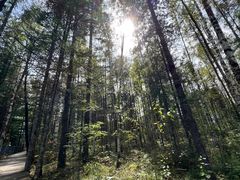 -峡谷浮石林景区