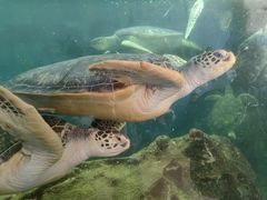 -广东惠东海龟国家级自然保护区