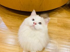 -滚猫咖啡·猫咖·猫友好撸猫(未来城店)