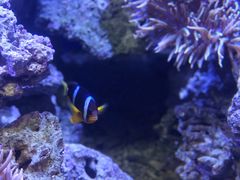 -芜湖新华联大白鲸海洋公园