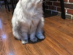 -猫友咖啡店(玉林西路店)