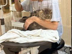 -momokira米努特·德文卷毛猫·棉花面纱犬
