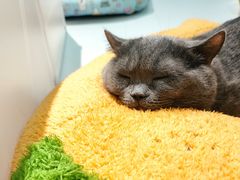-COLOR PETS 撸猫馆·购猫·猫咖(长风大悦城店)
