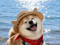 -北京派仕佳德动物医院·超导核磁·CT·神经科·骨科·内外科·急重症管理中心