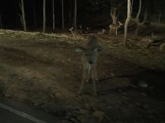 -清迈夜间动物园