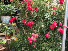 -桂林市花鸟市场