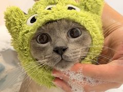 -momokira米努特·德文卷毛猫·棉花面纱犬