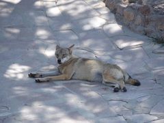 -西霞口神雕山野生动物世界