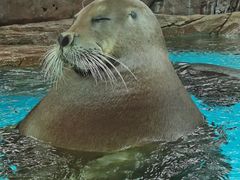 -海合安成都极地海洋公园