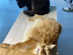 -Heymao猫咖.咖啡厅(东门店)