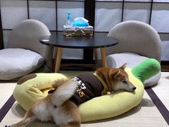 -逗柴咖啡屋·狗咖猫咖宠物桌游