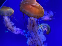 -海合安青岛极地海洋公园
