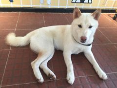 -柴犬高等学院·狗咖·柴犬售卖·宠物训练