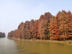 -上海海湾国家森林公园