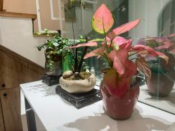 -薇薇安花系SPA