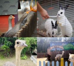 -萌宠亲子动物乐园(槐房万达店)