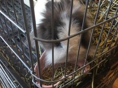 -藦茜花园宠物主题亲子互动体验馆(国顺东路店)
