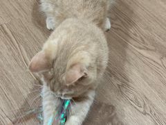 -楼上猫咖(罗湖店)