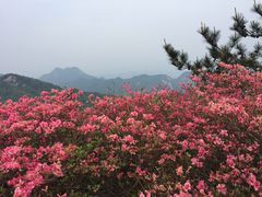 -木兰云雾山