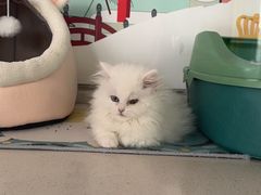 -糯米喵星人总部直营旗舰店·猫舍·幼猫出售