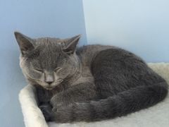 -喵的天空名猫咖啡馆·撸猫·猫舍·用品