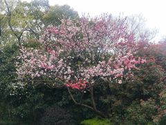 -桃花岛景观公园
