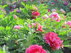 -莲花池公园