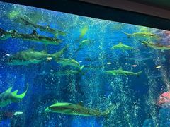 -海合安成都极地海洋公园