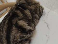 -喵园·猫主题咖啡厅·撸猫·猫咖(国贸店)