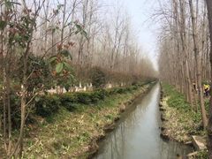 -合肥滨湖国家森林公园