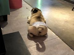 -百好乐宠物友好餐厅(朝外大街店)