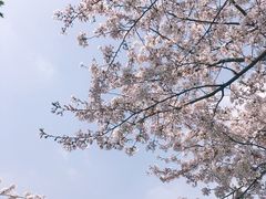-高东镇樱花园
