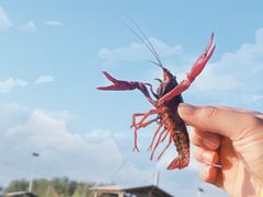 -同銮特种养殖场·龙虾垂钓