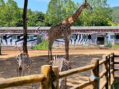 -大连森林动物园