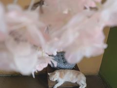 -猫猫幼稚园·撸猫·桌游·电玩