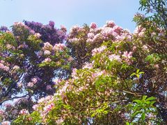 -梧桐山风景名胜区