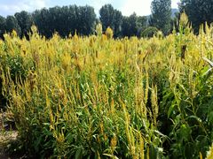 -紫海香堤香草艺术庄园