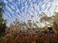 -九里河湿地公园