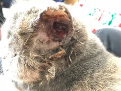 -豆老板的猫咖啡(碑林博物馆店)