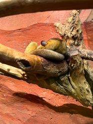 -Zoolung Zoolung动物主题公园(海信广场店)