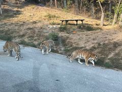 -大连森林动物园