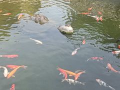 -凤凰山公园-龙王古庙