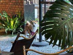 -J Create城市露营咖啡·简餐·宠物(上海动物园店)